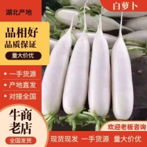 【推荐】湖北白萝卜一手货源供应市场商超电商量大价优