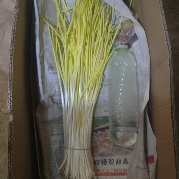蒜黄