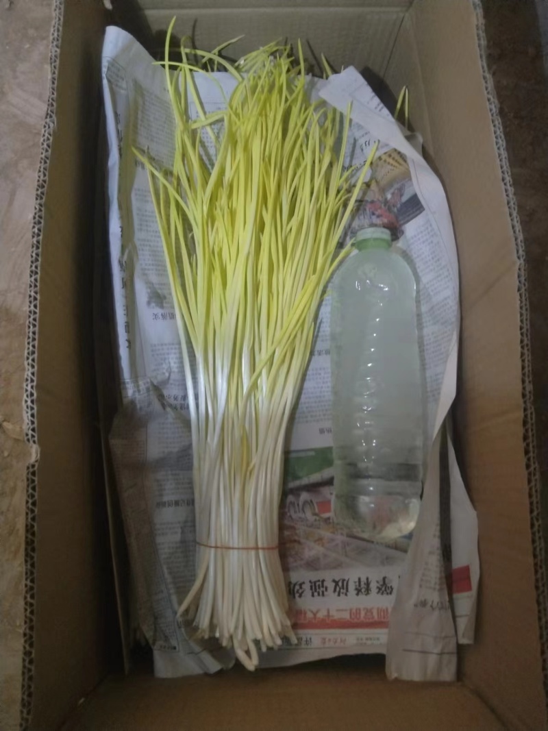 蒜黄