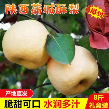 【一件代发】蒲城酥梨/砀山酥梨/定制包装/供应市场电商