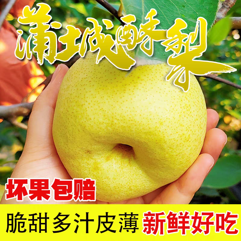 【热卖】陕西酥梨/蒲城酥梨/产地货源/供应市场/一件代发