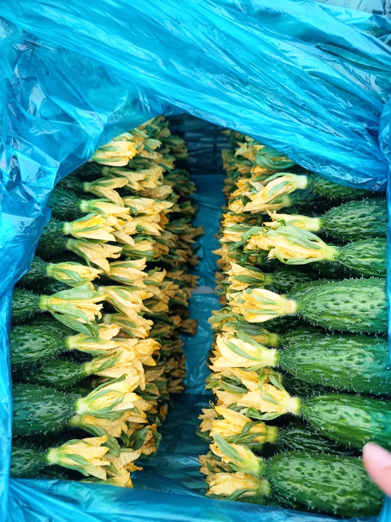 密刺黄瓜顶花带刺黄瓜