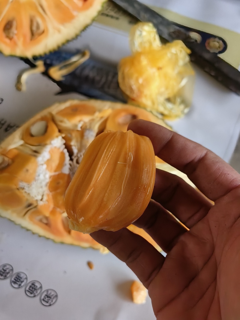 海南保亭黄肉菠萝蜜，红肉菠萝蜜批发代发代办