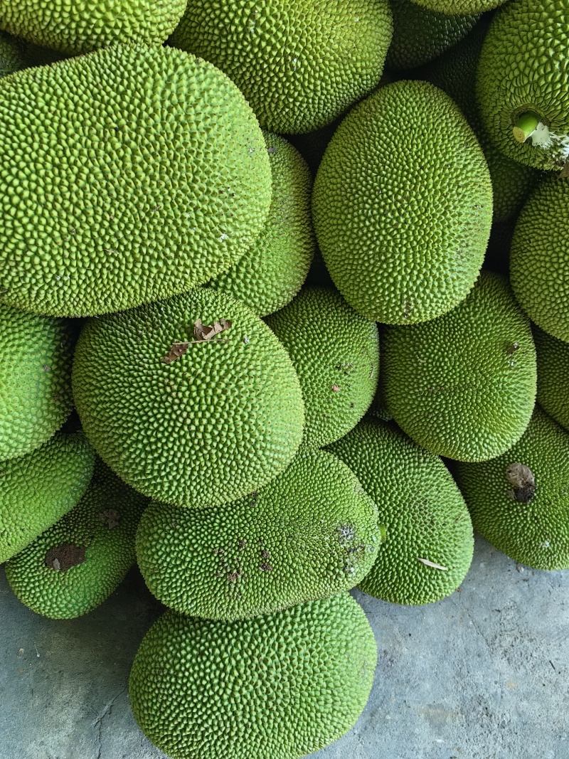 海南保亭黄肉菠萝蜜，红肉菠萝蜜批发代发代办