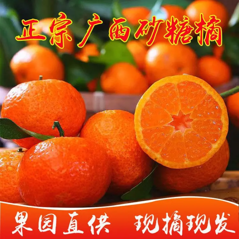 广西正宗沙糖桔新鲜柑橘一手货源承接档口市场电商超市价低