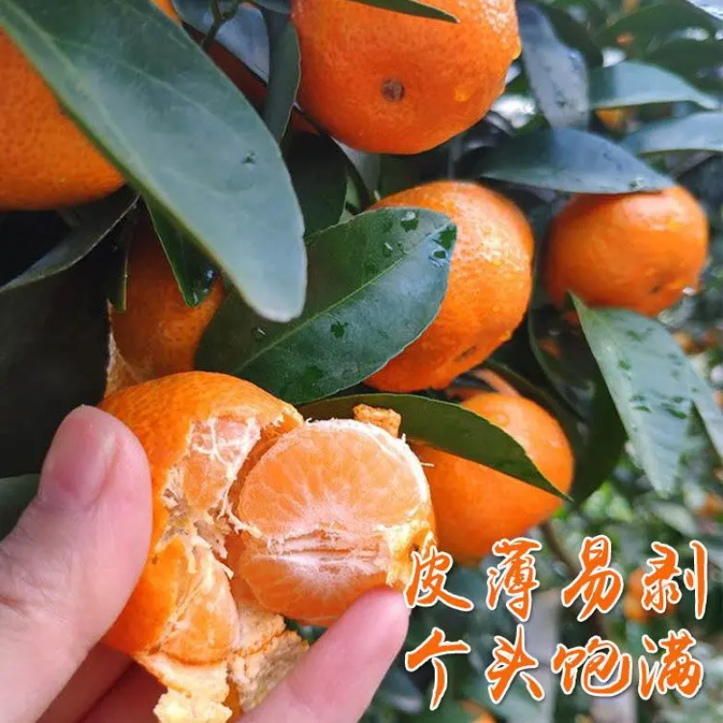 广西正宗沙糖桔新鲜柑橘一手货源承接档口市场电商超市价低