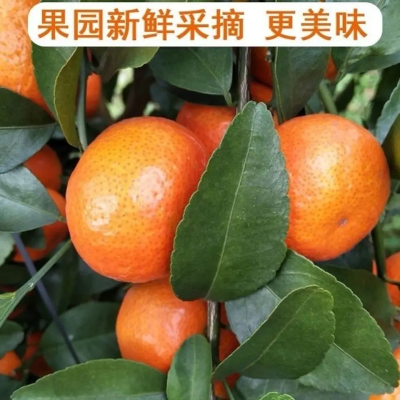 广西正宗沙糖桔新鲜柑橘一手货源承接档口市场电商超市价低