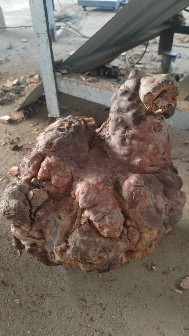何首乌云南产地直供，，货量充足，全国无死角代收代卖，