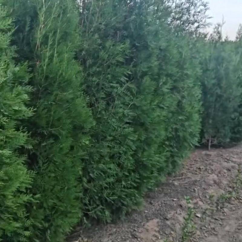 侧柏苗，当年苗及多年生树苗，诚信为本。