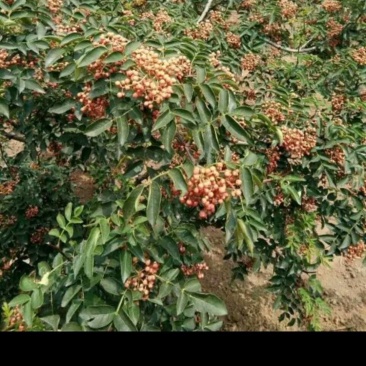 花椒苗，规格齐全，自己种植一手货源对接全国客商