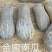 中华金品蜜本南瓜种口感瓜肉橙红色产量高亩苗350棵甜，甜