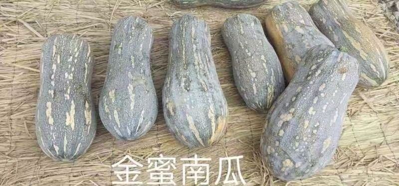 中华金品蜜本南瓜种口感瓜肉橙红色产量高亩苗350棵甜，甜