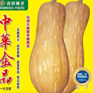 中华金品蜜本南瓜种口感瓜肉橙红色产量高亩苗350棵甜，甜