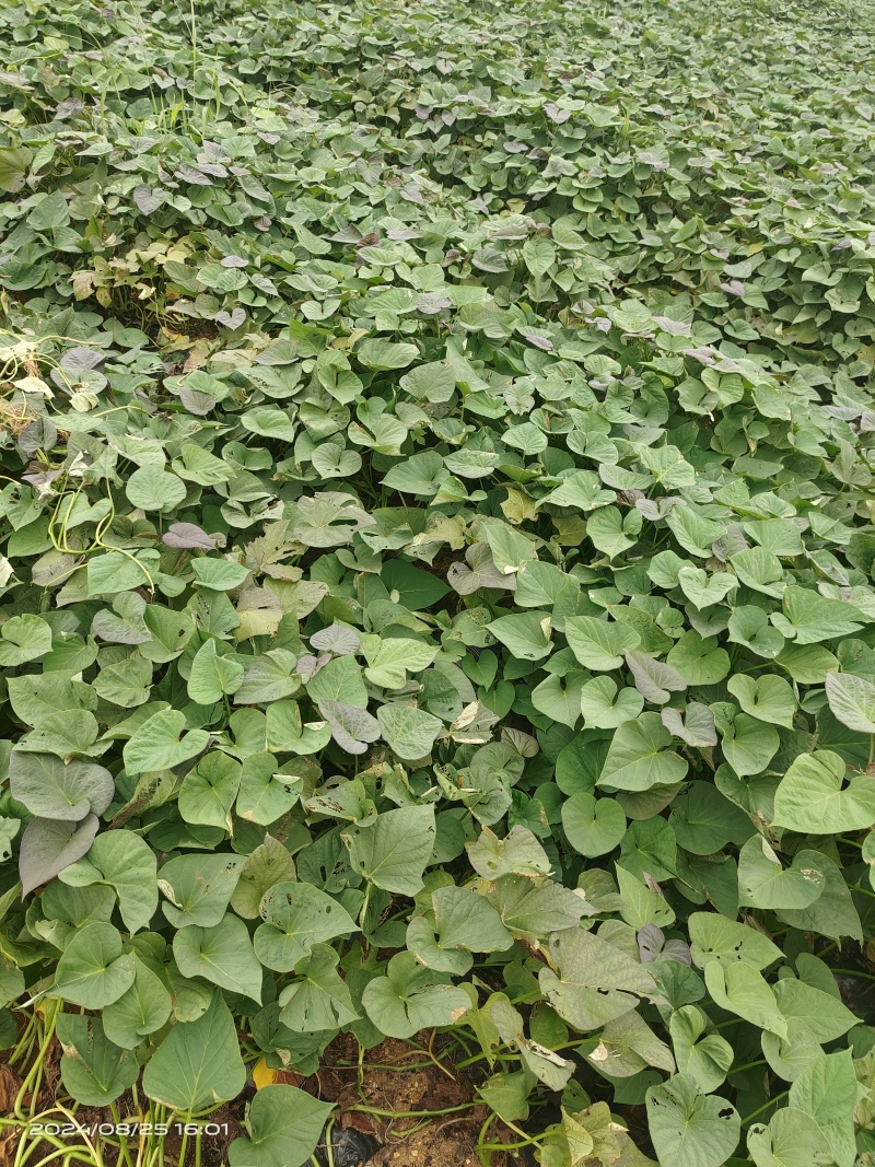 自家种植沙土地烟薯25口感甜度没的说吃过的都回购