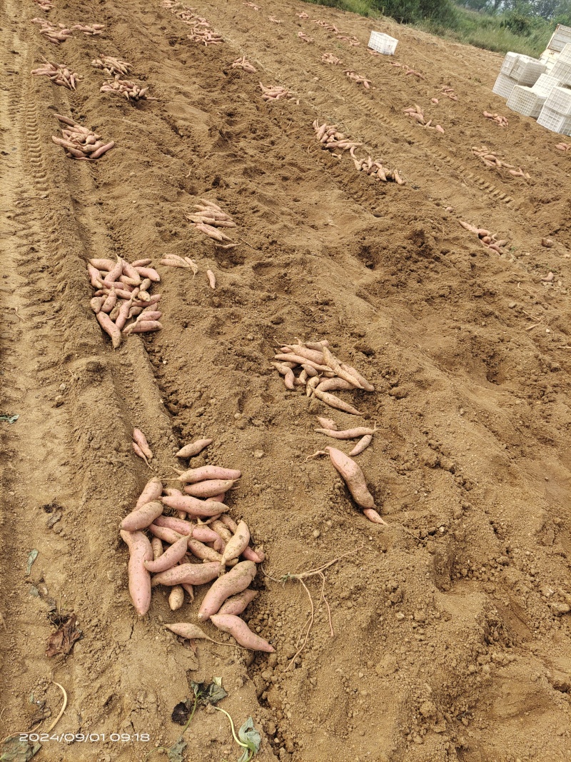 自家种植沙土地烟薯25口感甜度没的说吃过的都回购