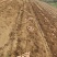 自家种植沙土地烟薯25口感甜度没的说吃过的都回购
