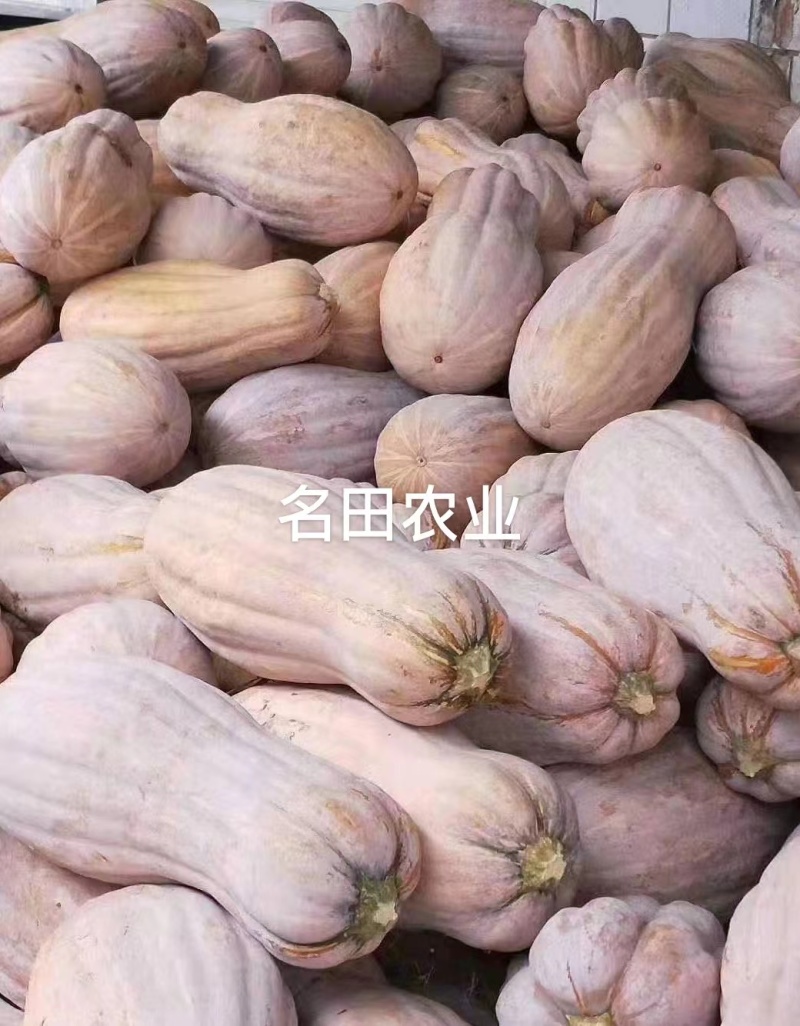 中华金品蜜本南瓜种口感瓜肉橙红色产量高亩苗350棵甜，甜