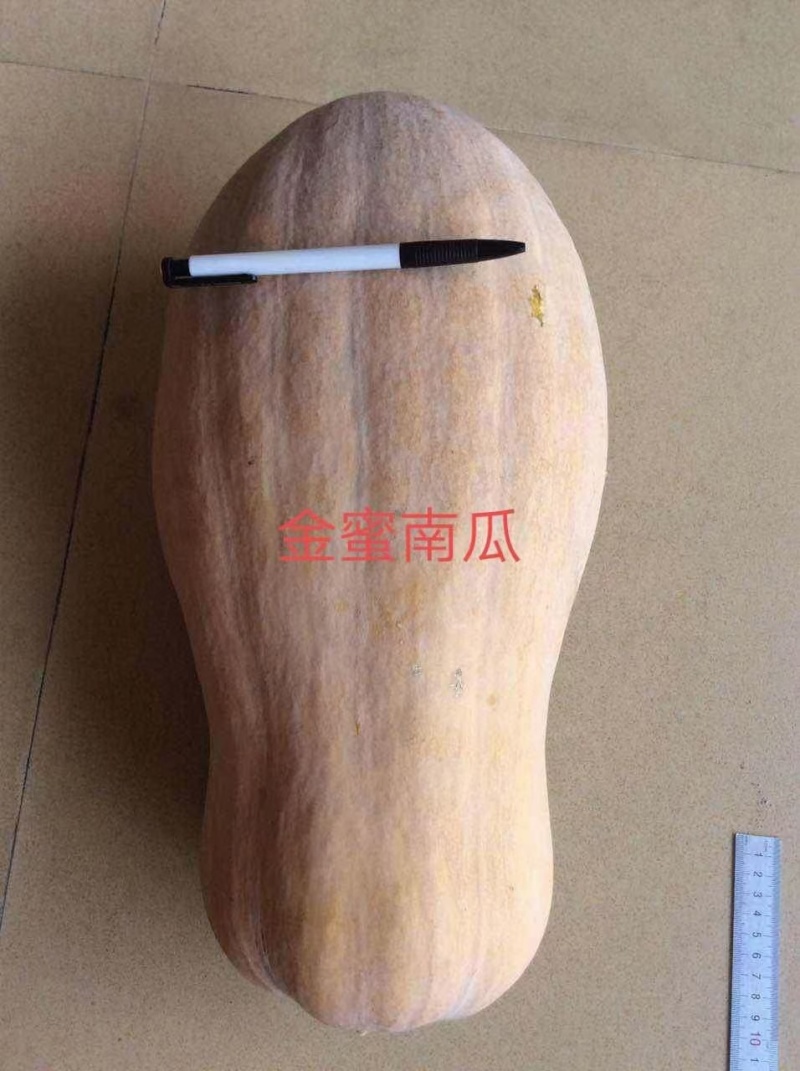 中华金品蜜本南瓜种口感瓜肉橙红色产量高亩苗350棵甜，甜