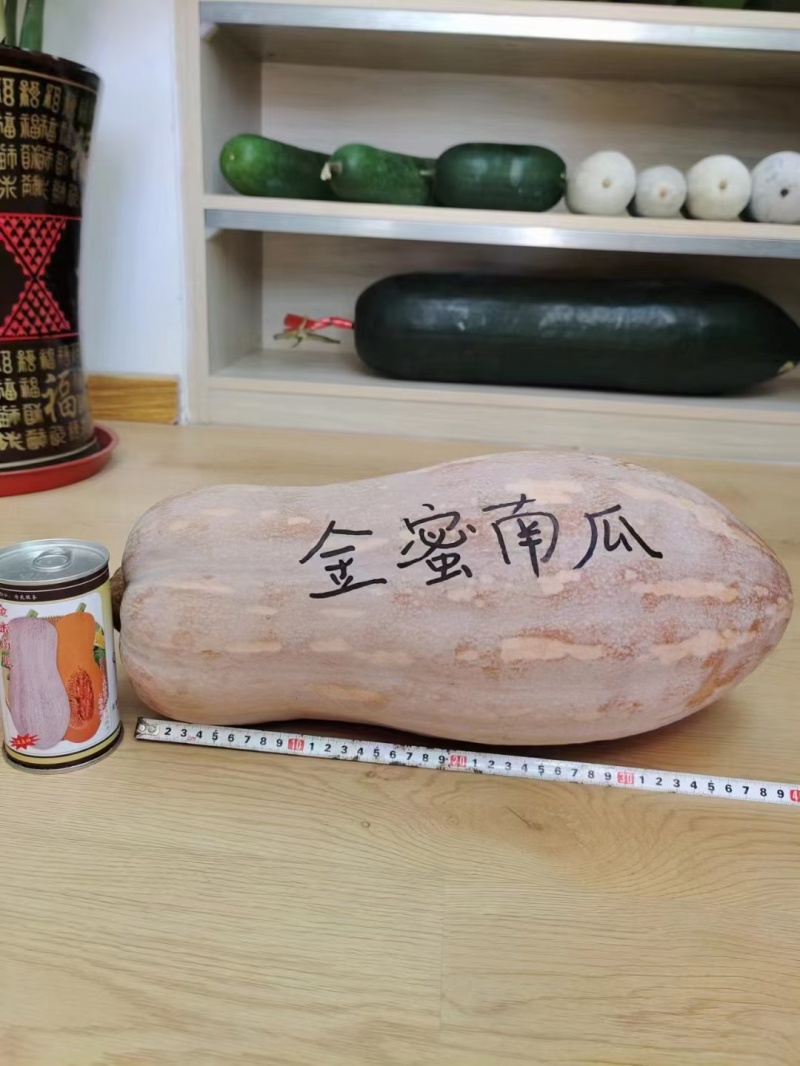 中华金品蜜本南瓜种口感瓜肉橙红色产量高亩苗350棵甜，甜