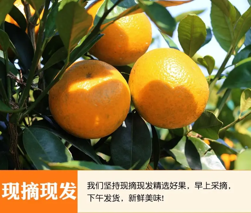 广西沃柑新鲜柑橘产地直发果园现摘货源充足欢迎来电订货