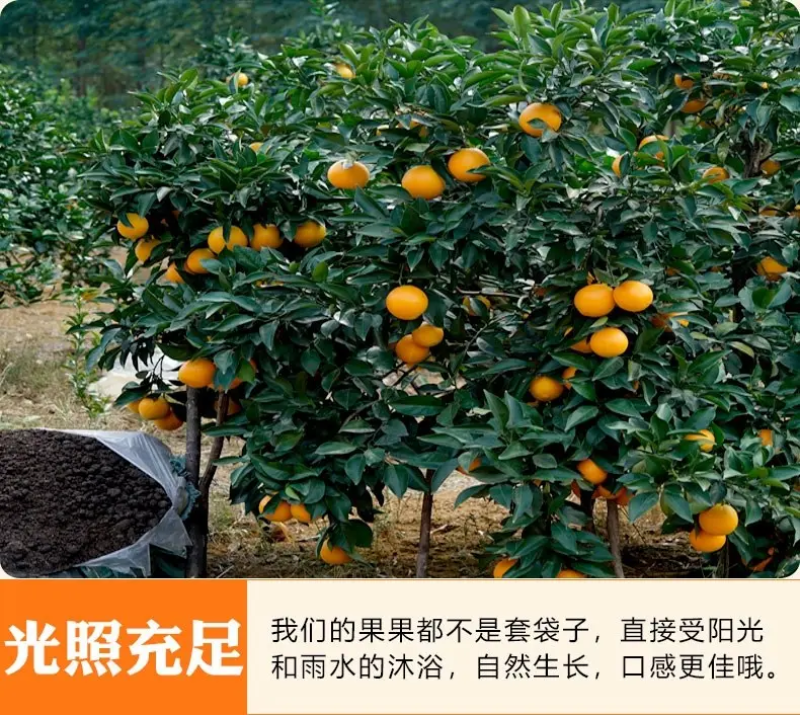广西沃柑新鲜柑橘产地直发果园现摘货源充足欢迎来电订货