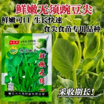 鲜嫩无须豌豆尖种子无须豆尖1号豌豆苗种子苗芽菜豌豆种子