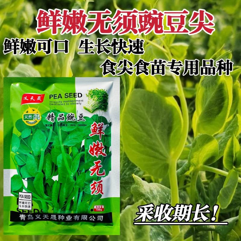 鲜嫩无须豌豆尖种子无须豆尖1号豌豆苗种子苗芽菜豌豆种子