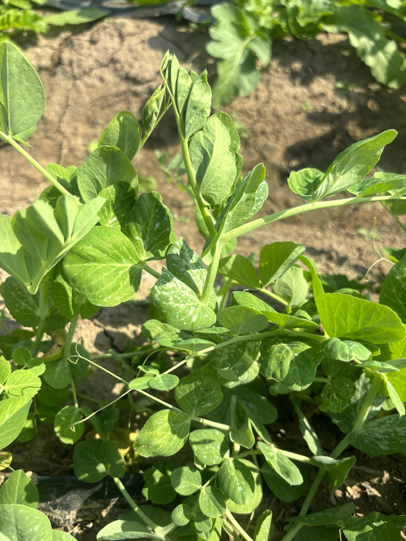 鲜嫩无须豌豆尖种子无须豆尖1号豌豆苗种子苗芽菜豌豆种子