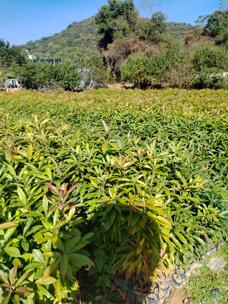 优选广东荷木木荷苗一手货源可视频看货欢迎下单