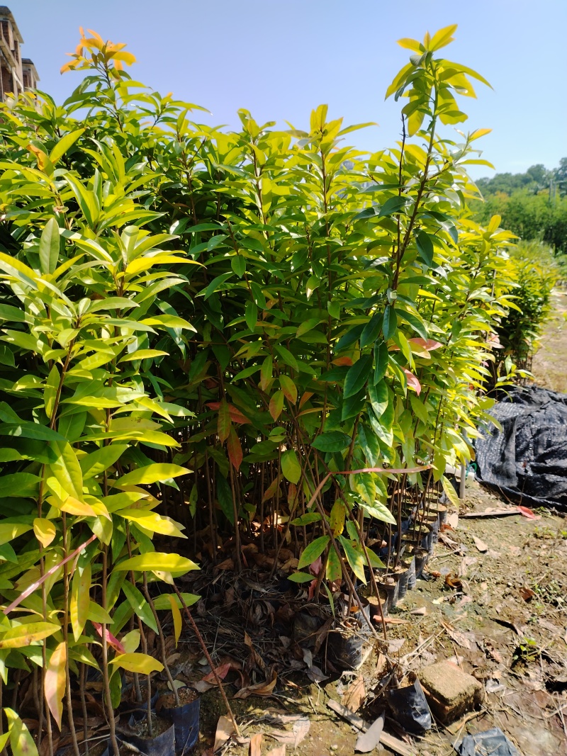 优选广东荷木木荷苗一手货源可视频看货欢迎下单