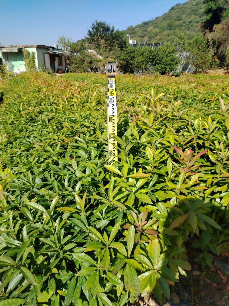 优选广东荷木木荷苗一手货源可视频看货欢迎下单