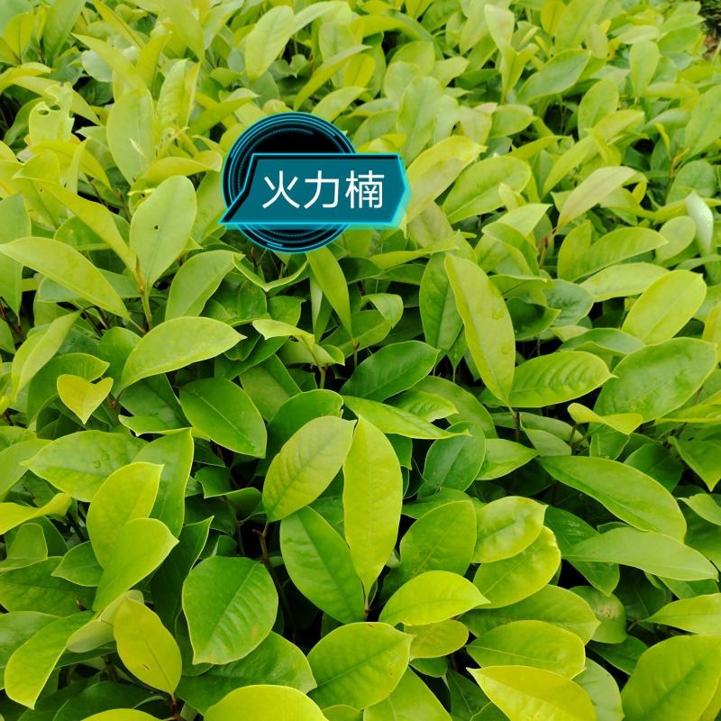 精品广东火力楠苗圃直发根系发达品质保证欢迎下单