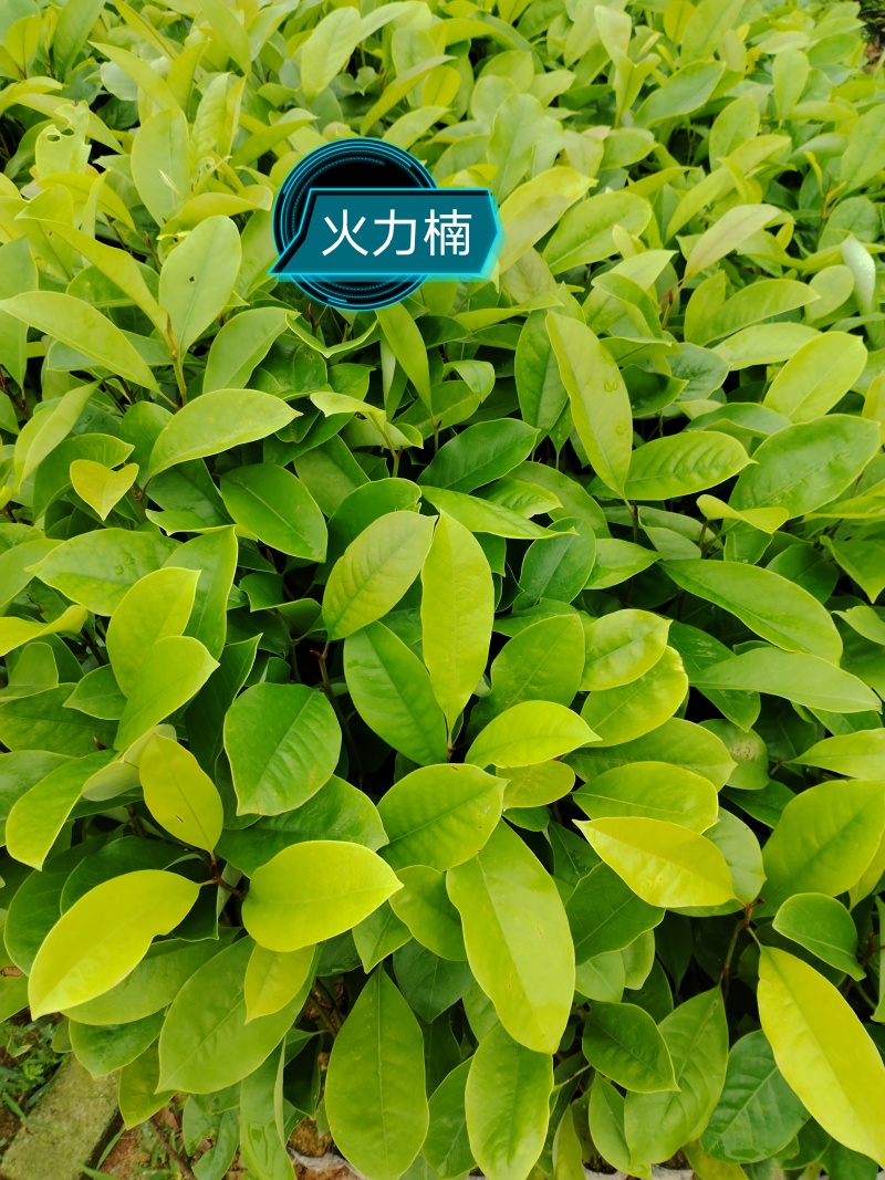 精品广东火力楠苗圃直发根系发达品质保证欢迎下单