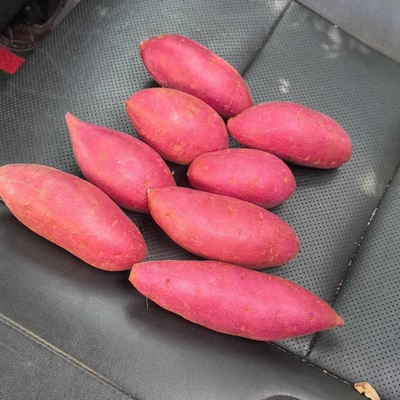 紫薯