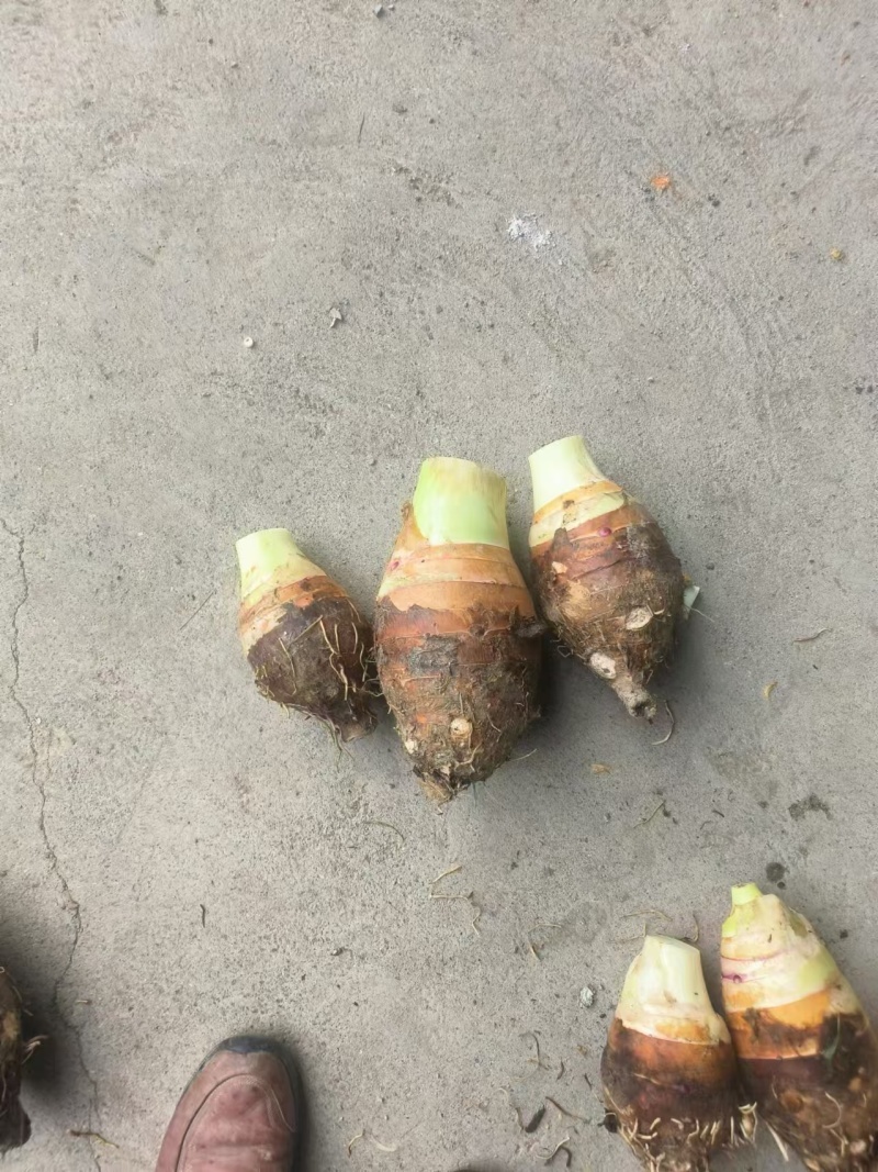 芋头