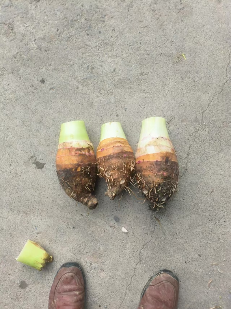 芋头