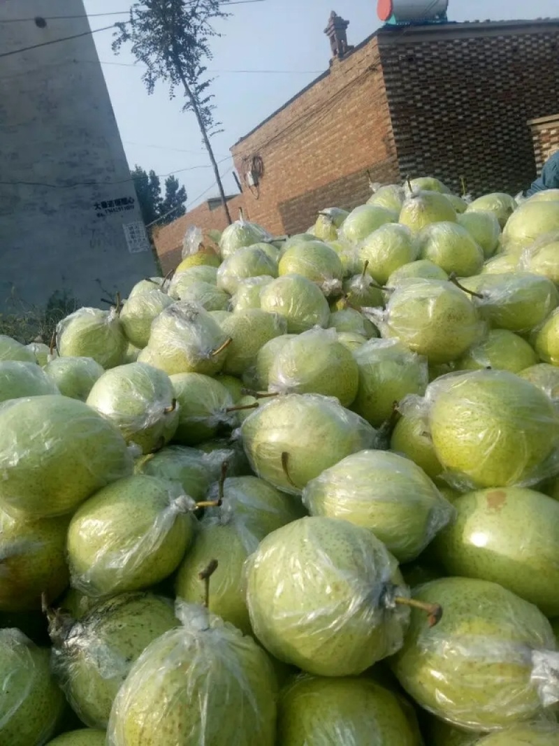 纸代膜代鸭梨大量上市，量大质优，货源充足