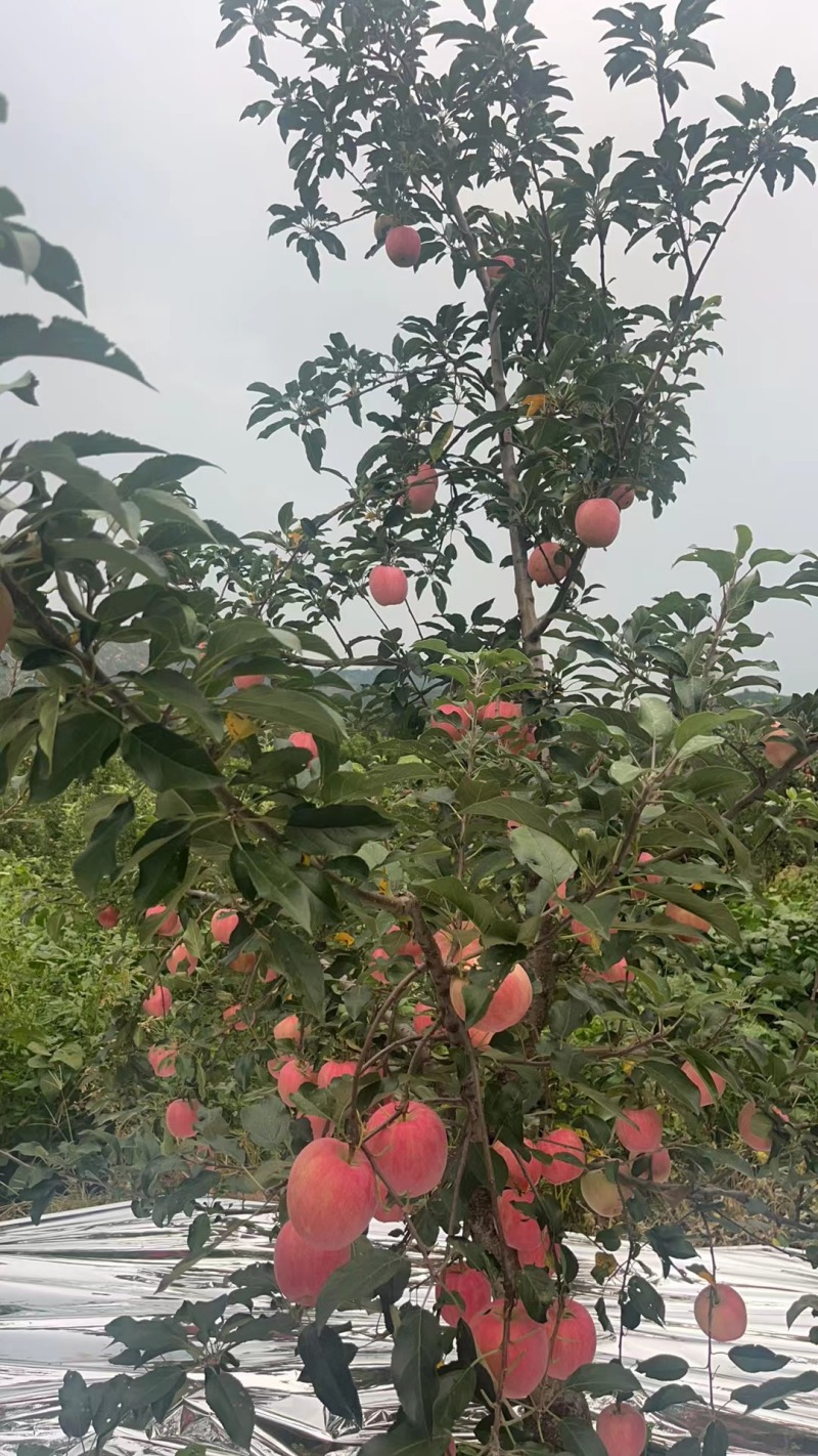 辽宁绥中县岳阳红苹果大量上市脆甜多汁产地直发
