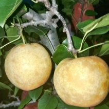 500，黄金梨，没有黑星病，铁头病，漂亮的四六两黄金梨