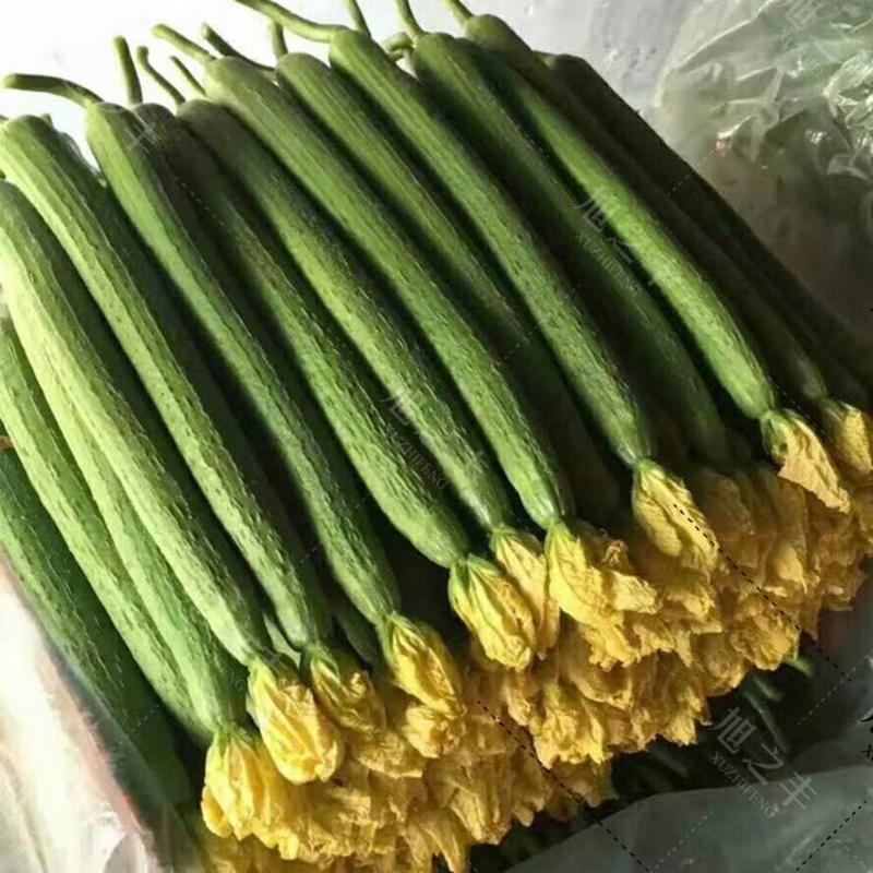 鲜花丝瓜，油皮丝瓜，肉丝瓜精品供应品种齐全一手货源