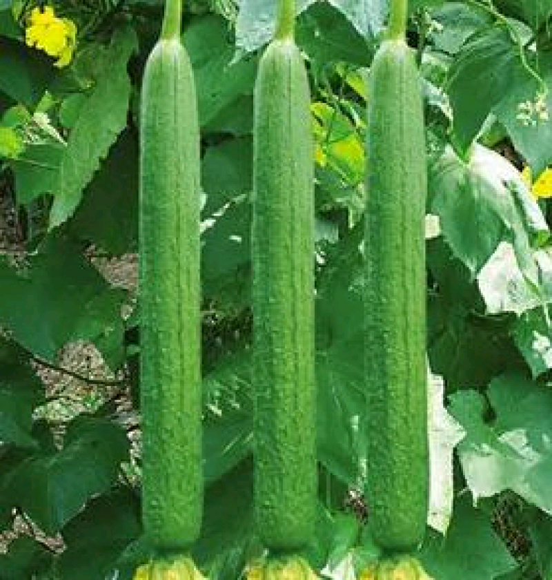 鲜花丝瓜，油皮丝瓜，肉丝瓜精品供应品种齐全一手货源