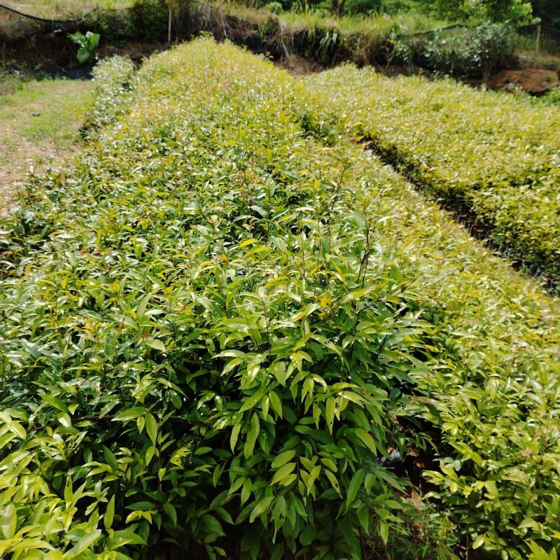 优选广东红椎木红椎木苗一手货源根系发达欢迎全国下单
