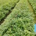 优选广东红椎木红椎木苗一手货源根系发达欢迎全国下单