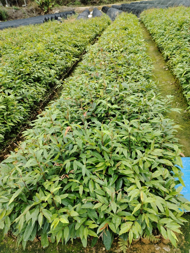 优选广东红椎木红椎木苗一手货源根系发达欢迎全国下单