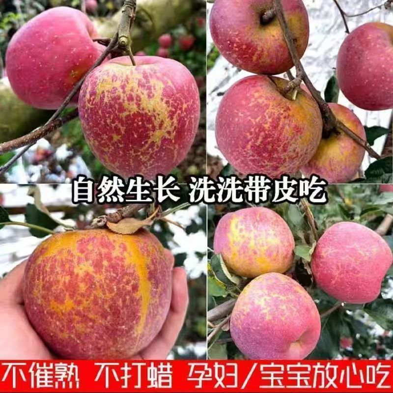 四川高山红富士冰糖心苹果大量上市！脆甜可口，错过再等一年