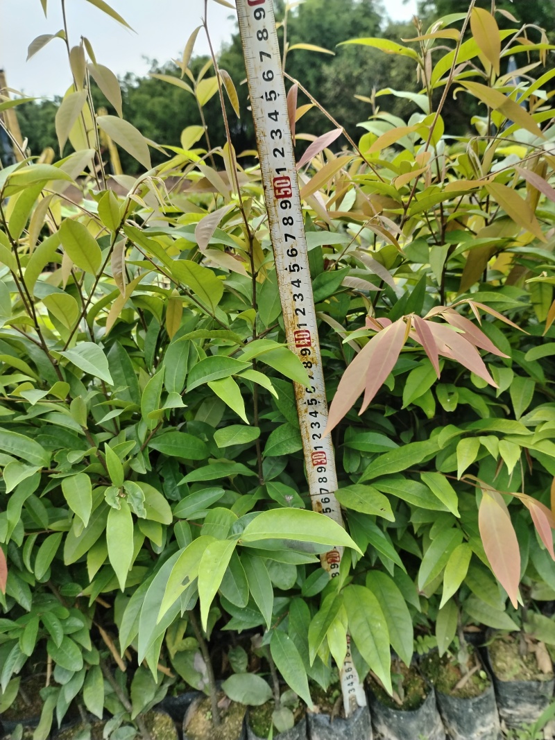 优选广东红椎木红椎木苗一手货源根系发达欢迎全国下单