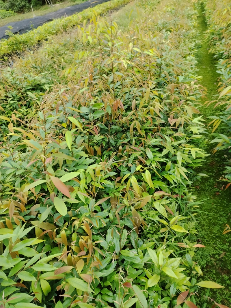 优选广东红椎木红椎木苗一手货源根系发达欢迎全国下单