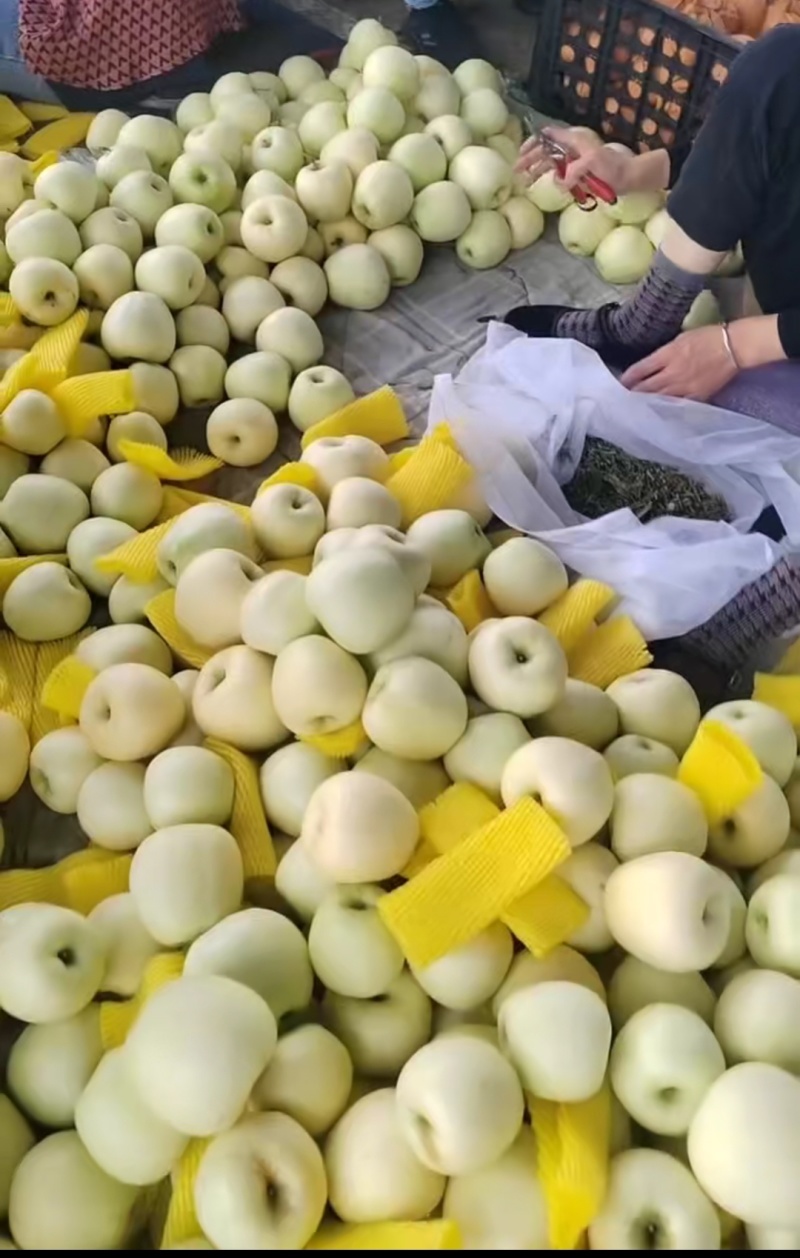 河北黄元帅苹果果品好一手货源产地直发量大从优