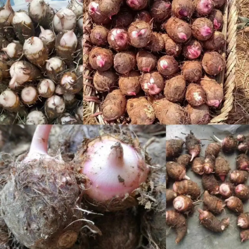 【红芽芋】广西芋头新鲜芋头产地直供代发全国长期供货