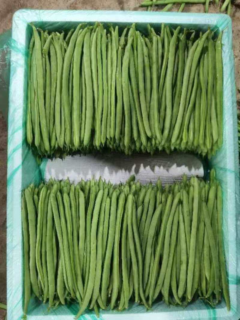 保山市四季豆货源稳定产地货源提供冷库包装专业